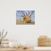 Spider Conch Seashell op strand zand Poster (Keuken)
