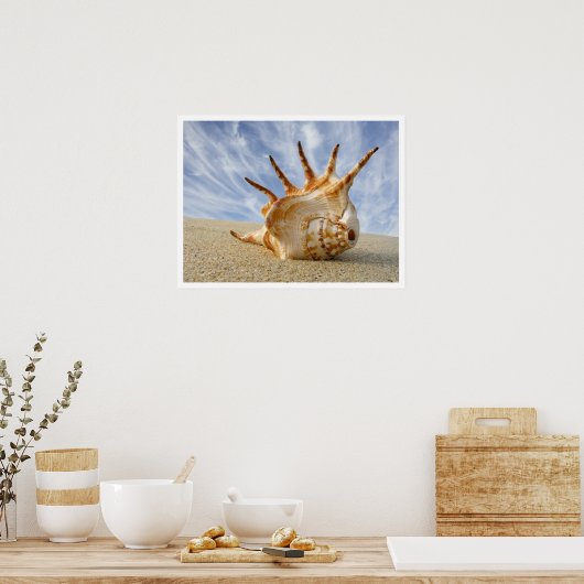 Spider Conch Seashell op strand zand Poster (Keuken)