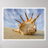 Spider Conch Seashell op strand zand Poster (Voorkant)