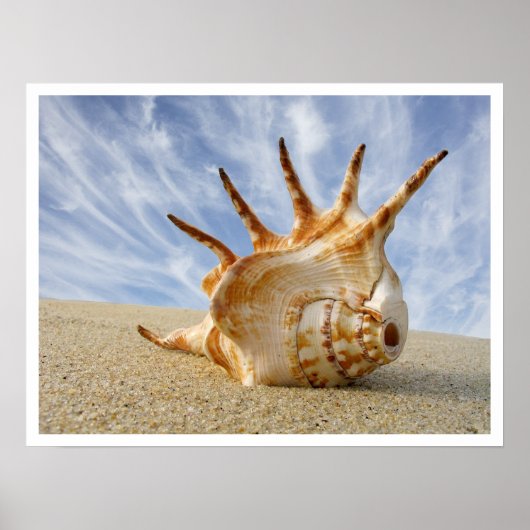 Spider Conch Seashell op strand zand Poster (Voorkant)