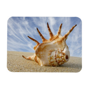 Spider Conch Seashell op zandstrand Magneet