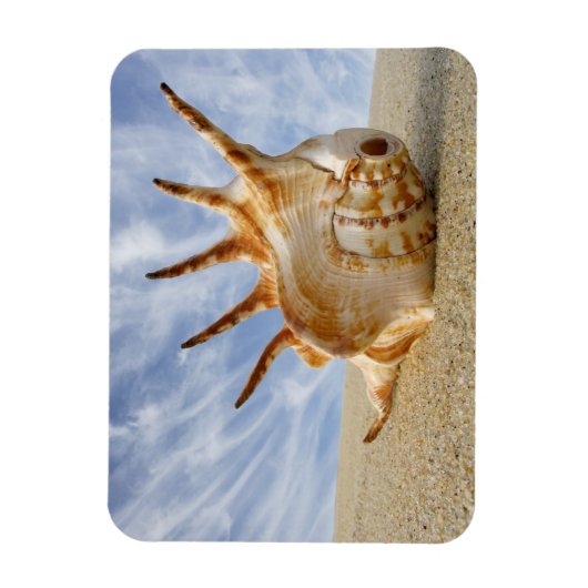 Spider Conch Seashell op zandstrand Magneet (Verticaal)