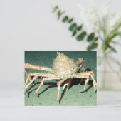 Spider Crab Briefkaart (Staand voorkant)