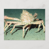 Spider Crab Briefkaart (Voorkant)