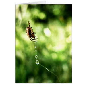 Spider druppelt Kaart