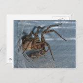 Spider Eating Briefkaart (Voorkant / Achterkant)