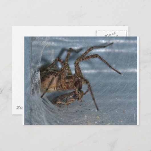 Spider Eating Briefkaart (Voorkant / Achterkant)