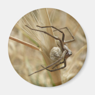 Spider en Egg Sac Magnet