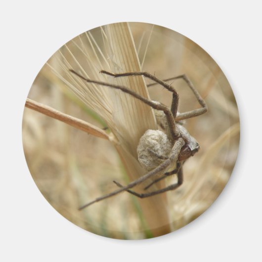 Spider en Egg Sac Magnet (Voorkant)