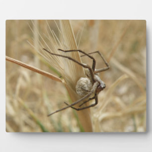 Spider en Egg Sac Plaque Fotoplaat