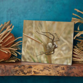 Spider en Egg Sac Plaque Fotoplaat (Zijkant)