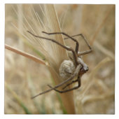 Spider en Egg Sac Tile Tegeltje (Voorkant)