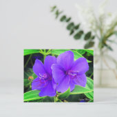 Spider Flower [Briefkaart] Briefkaart (Staand voorkant)