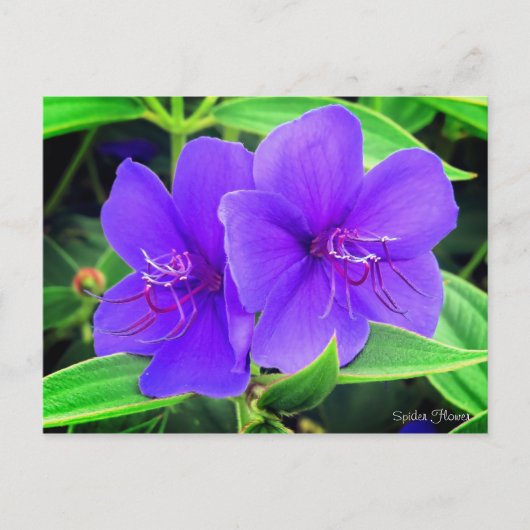 Spider Flower [Briefkaart] Briefkaart (Voorkant)