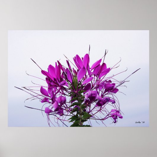 Spider Flower - CloseUp Poster (Voorkant)