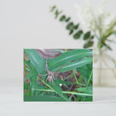Spider in Smartweed-Briefkaart Briefkaart (Staand voorkant)