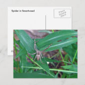 Spider in Smartweed-Briefkaart Briefkaart (Voorkant / Achterkant)