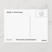 Spider in Smartweed-Briefkaart Briefkaart (Achterkant)