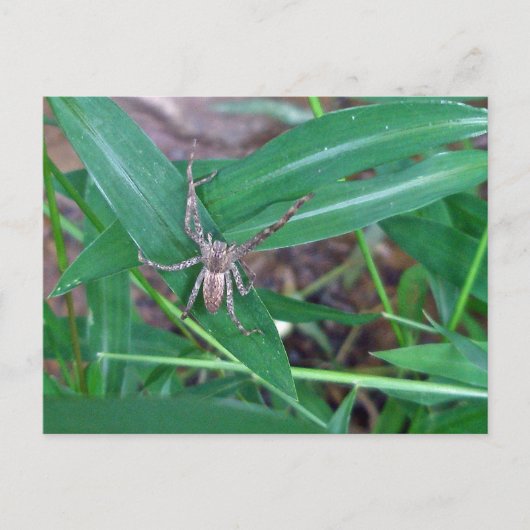 Spider in Smartweed-Briefkaart Briefkaart (Voorkant)