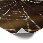 Spider in web poster (Hoek)