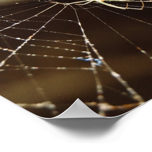 Spider in web poster (Hoek)