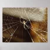 Spider in web poster (Voorkant)