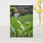 Spider, kaart (Gele Bloem)