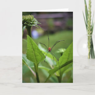 Spider, kaart