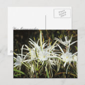 Spider Lily Briefkaart (Voorkant / Achterkant)