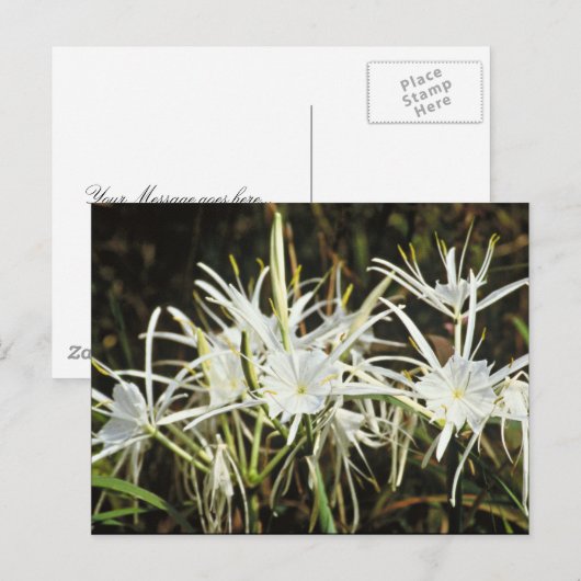 Spider Lily Briefkaart (Voorkant / Achterkant)