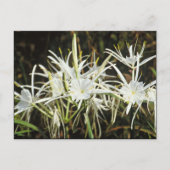 Spider Lily Briefkaart (Voorkant)