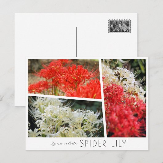 Spider Lily Briefkaart (Voorkant / Achterkant)