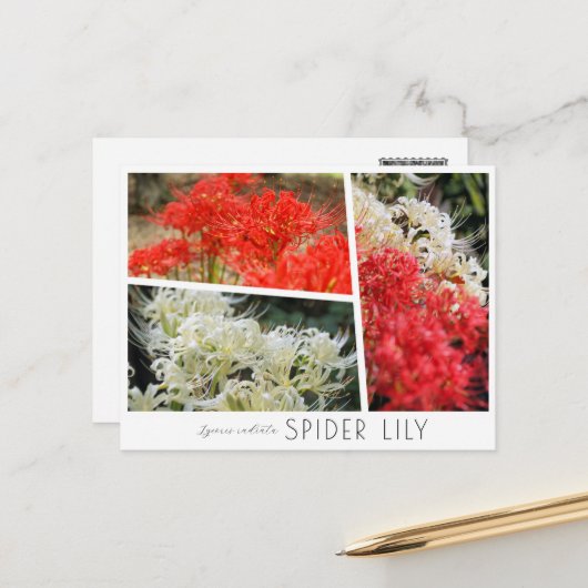 Spider Lily Briefkaart (Voorkant / Achterkant in situ)