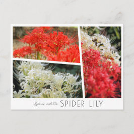 Spider Lily Briefkaart
