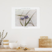 Spider Lily; Spiderwort - Tradescantia virginiana Poster (Keuken)