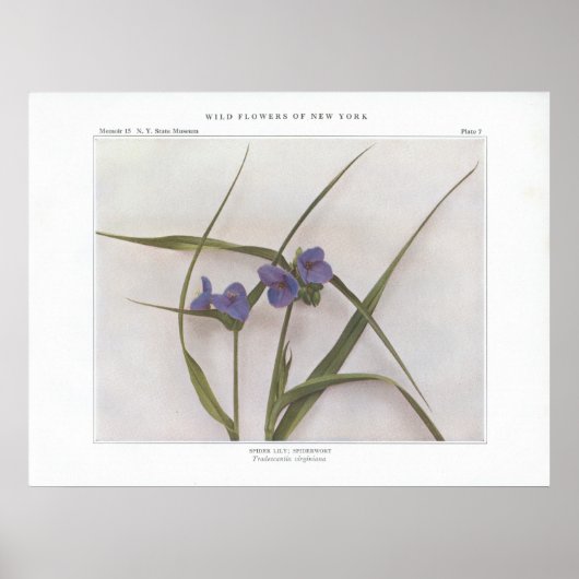 Spider Lily; Spiderwort - Tradescantia virginiana Poster (Voorkant)