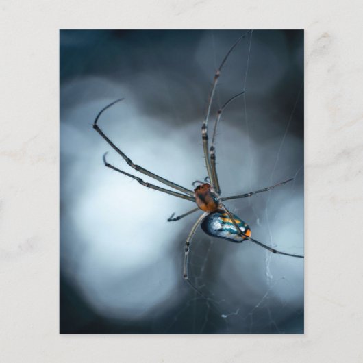 Spider Lovers | Schoonheidsspin met websites Flyer (Voorkant)