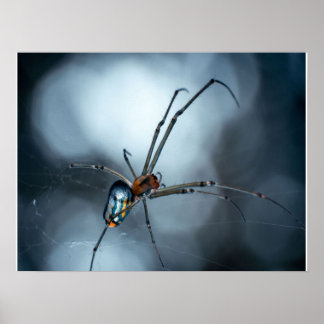 Spider Lovers | Schoonheidsspin met websites Poster