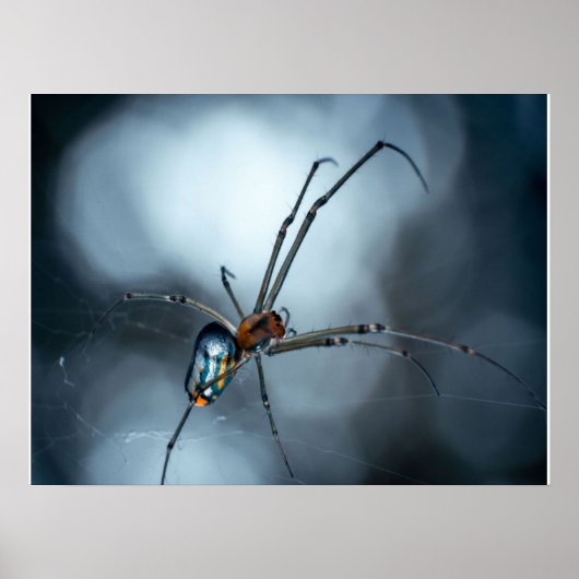 Spider Lovers | Schoonheidsspin met websites Poster (Voorkant)