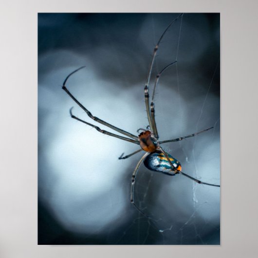 Spider Lovers | Schoonheidsspin met websites Poster (Voorkant)