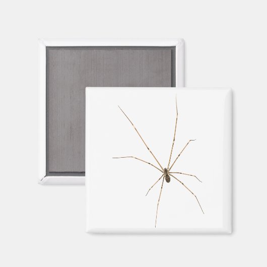 Spider Magneet (Voorkant / Achterkant)