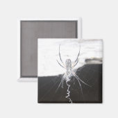 Spider Magnet (Voorkant / Achterkant)