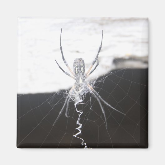 Spider Magnet (Voorkant)