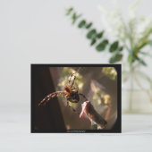 Spider met sprinkhaan - Briefkaart (Staand voorkant)