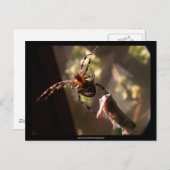 Spider met sprinkhaan - Briefkaart (Voorkant / Achterkant)