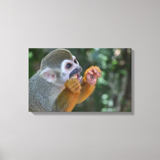 Spider Monkey Canvas Afdruk (Voorkant)