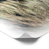 SPIDER MONKEY POSTER (Hoek)