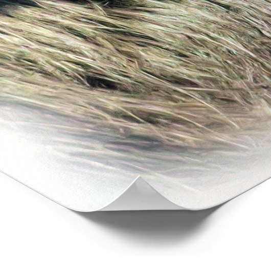 SPIDER MONKEY POSTER (Hoek)