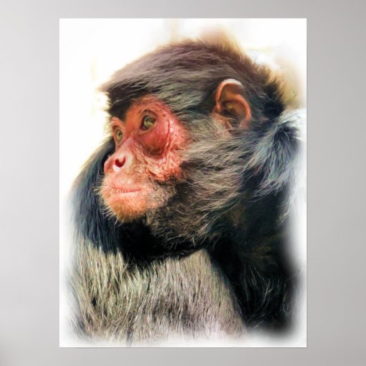 SPIDER MONKEY POSTER (Voorkant)