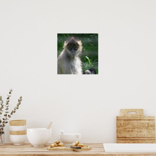 Spider Monkey-Poster Poster (Keuken)